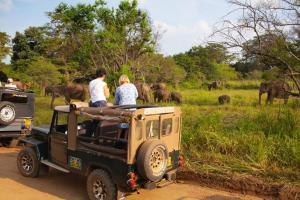 two people sitting on the back of a jeep watching elephants at Angry birds homestay in Habarana