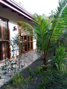 una palmera frente a una casa en Luxury Villa with BB Free WI-FI, en Bentota