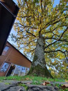 沙安的住宿－Хижа Гора，房子前面的一棵大树