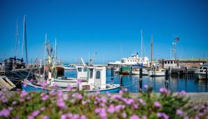 un gruppo di imbarcazioni ormeggiate in un porto turistico con fiori viola di Harbour Inn Hundested a Hundested