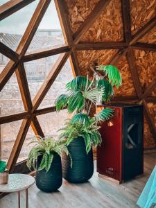 two large green potted plants sitting in a room at Bubble Suites in Canyelles