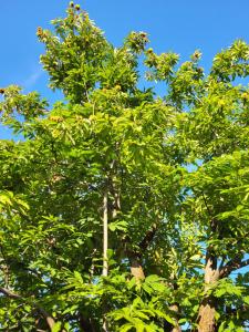 a tree with green leaves with a blue sky in the background at Gabala Garden hostel in Gabala