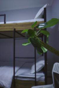 a plant sitting on top of a bunk bed at Almaty Backpackers in Almaty