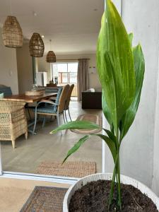 a plant in a pot in a living room at Secrets 1 at Waterkant 7 in Jeffreys Bay