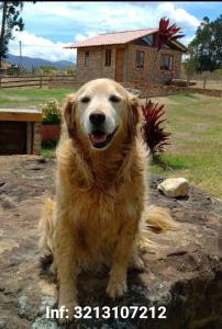 a dog sitting on a rock in front of a house at Cabaña lagovilla in Villa de Leyva