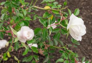 um grupo de rosas brancas sobre uma planta em Rozenburg Guest House em Stellenbosch