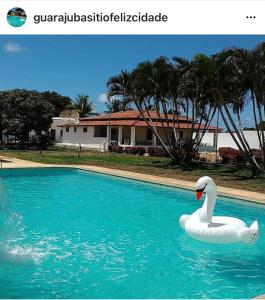 un cisne en el agua en una piscina en Guarajuba sitiofelizcidade, en Guarajuba