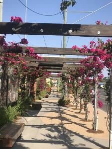 a pergola filled with pink flowers on a sidewalk at Golden West Motor Inn in Miles