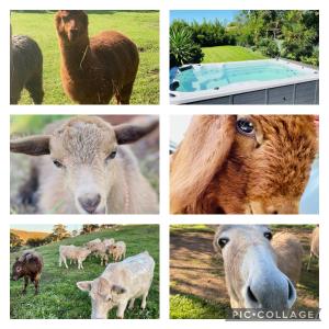 a collage of pictures of animals in a field at Sandalwood Downs Fabulous Farm Stay TOODYAY in Toodyay
