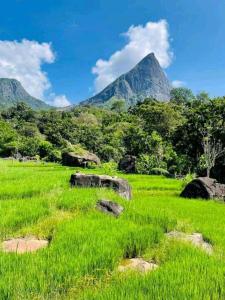 a field of green grass with a mountain in the background at Abimansala Resort in Hunnasgiriya