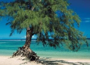 uma árvore numa praia com o oceano em NYLA Mango em Saint-Paul