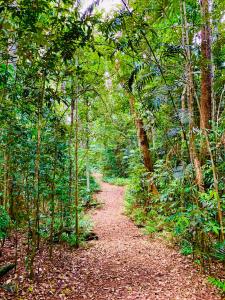 a path in the middle of a forest with trees at Figtree Getaway in Malanda