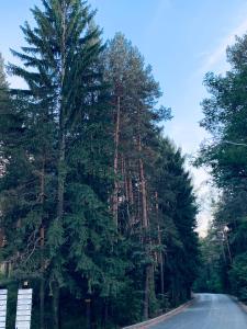 班斯科的住宿－Forest fairy tale，路旁的一群树木