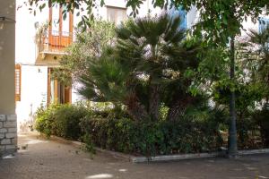 een palmboom voor een gebouw bij Suli, mari e ventu in Trapani