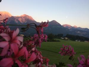 a bunch of pink flowers with mountains in the background at Vorderwahllehen in Schönau am Königssee