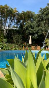 une plante verte en face d'une piscine dans l'établissement Pousada Casarão De Minas, à São Lourenço
