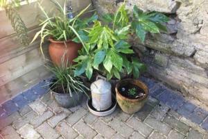 un grupo de plantas en macetas sentadas junto a una pared en Gilliflower 1 bedroom cottage at Trethwale Barns Holiday Home en Saint Keyne