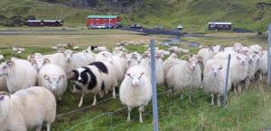 a herd of sheep in a field behind a fence at Hólaskjól Highland Center in Kirkjubæjarklaustur