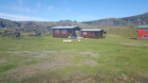 two animals walking in a field in front of a house at Hólaskjól Highland Center in Kirkjubæjarklaustur