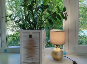 Apartment Rybaki في غدانسك: وجود نبات في صندوق خشبي بجانب مصباح