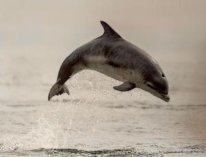 Un dauphin sautant de l'eau dans l'établissement The Mended Drum, à Fortrose