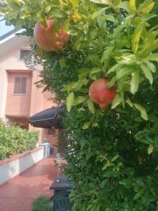 A garden outside La Casa Blu- Forum di Assago, Ospedale Humanitas, Milanofiori, IEO