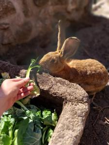 a person feeding a rabbit with a piece of lettuce at Gardunha Stone in Louriçal do Campo