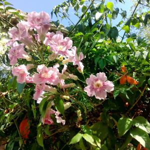 Une bande de fleurs roses sur la brousse dans l'établissement L'appart du Mas, à Lamotte-du-Rhône