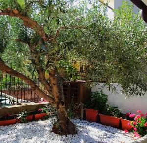 Zahrada ubytování Le Sorgenti Guest House