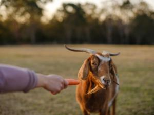 a person feeding a carrot to a brown goat at Barrington Riverside Cottages in Barrington