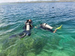 Snorkeling at/o diving sa homestay o sa malapit