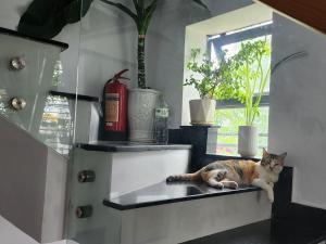 un chat posé sur une étagère dans une cuisine dans l'établissement Sena home 3rd-Near Danang Dragon bridge-Han river, à Đà Nẵng