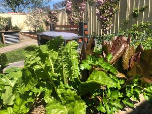 ローンセストンにあるLaunceston Lovely Vegan Homestayのレタスとベンチが背景に置かれた庭