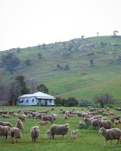 a herd of sheep grazing in a grassy field at Kimo Estate in Gundagai