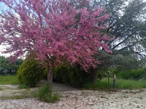 Imagen de la galería de Villa Maria, en Foggia 9 fotos más