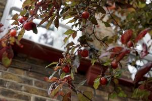 une branche d'un arbre avec des baies rouges sur elle dans l'établissement Beautiful London home sleeps 6, 2 minutes to metro, à Londres