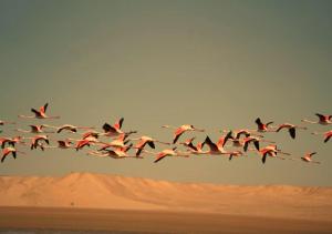 uno stormo di uccelli che volano sul deserto di PARAISO DAKHLA a Dakhla