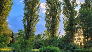 uma fila de árvores altas num parque em Villa Blu em Sankt Kanzian