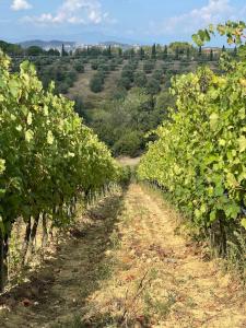 un camino de tierra a través de una fila de vides de uva en Castellare Di Tonda Tuscany Country Resort & Spa, en Montaione