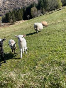 grupa owiec stojących na trawiastym polu w obiekcie Leitane 2 Bremanger w mieście Fossane