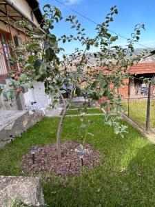 a small apple tree in the yard of a house at The heart of Sarajevo in Sarajevo
