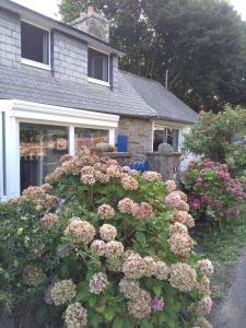 a large bush of flowers in front of a house at O P Ty logis du Tregor in Pédernec