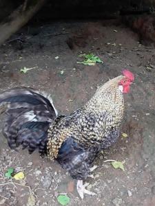 un poulet est debout sur le sol dans l'établissement Casa IKEDA, à Suzano