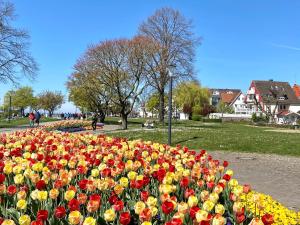 un campo de tulipanes coloridos en un parque en Ferienwohnung Strandgut, en Langenargen