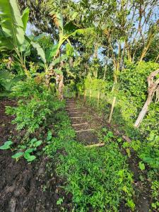 a path in a field with plants and trees at Vacation Home Villa Namaste Colombia in Ulloa