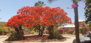 uma árvore com flores vermelhas num parque em Villa bord de mer avec piscine em Sali Tapé