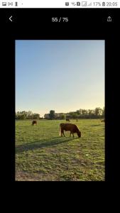 a group of cows grazing in a field at El retiro, casa de campo in San Antonio de Areco