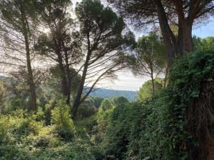 a forest of trees with the sun shining through them at Casa Valdesanmartin - Country House, 10500sqm, Pool, Paddel & Bbq in El Tiemblo