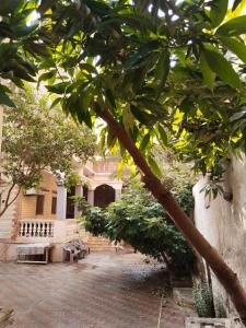 a tree in front of a building with a courtyard at Giza view in Cairo