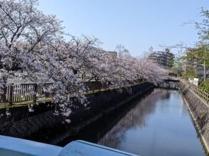 einen Fluss mit blühenden Bäumen und einer Brücke darüber in der Unterkunft Okawaya - Vacation STAY 49372v in Ōkawa